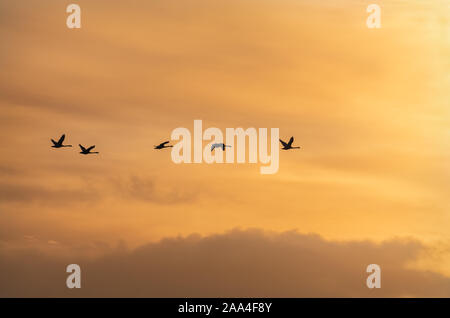 Flying Swan sagome di Sunrise Foto Stock