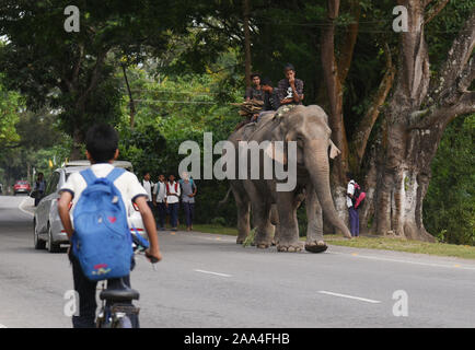 Kaziranga, Assam, India. Il 12 novembre 2019. Mahout guida i suoi elefanti come essi a piedi in autostrada nazionale di Kaziranga. Foto Stock