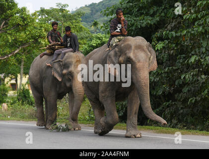 Kaziranga, Assam, India. Il 12 novembre 2019. Mahout guida i suoi elefanti come essi a piedi in autostrada nazionale di Kaziranga. Foto Stock