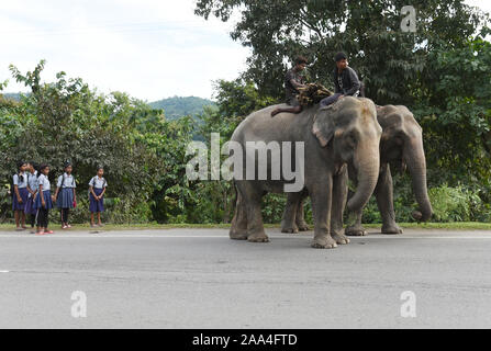 Kaziranga, Assam, India. Il 12 novembre 2019. Mahout guida i suoi elefanti come essi a piedi in autostrada nazionale di Kaziranga. Foto Stock