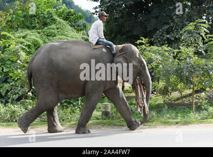 Kaziranga, Assam, India. Il 12 novembre 2019. Mahout guida i suoi elefanti come essi a piedi in autostrada nazionale di Kaziranga. Foto Stock