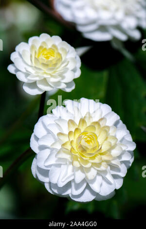 Close up di fiori bianchi di Ranunculus aconitifolius (Batchelor's pulsanti) Foto Stock