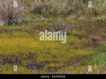 Di fronte bianco heron alimentando in delle zone umide costiere Foto Stock