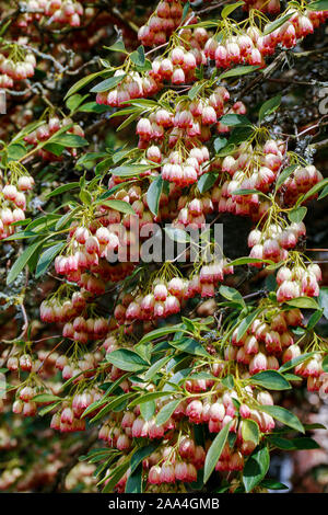 Cluster di crema di fiori di rosa di Enkianthus campanulatus (Redvein enkianthus) Foto Stock