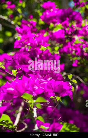 Rosa Bougainvillea spectabilis pianta che mostra i fiori e foglie, Kenya, Africa orientale Foto Stock