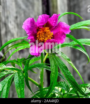 Siberiano singola rosa peonia selvatica fiore, o anomale di peonia, Maryin root (Paeonia anomala) - pianta medicinale che cresce in giardino vicino, con acqua dr Foto Stock