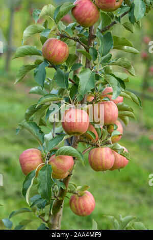 Apfel (Malus domestica 'Karneval') Foto Stock