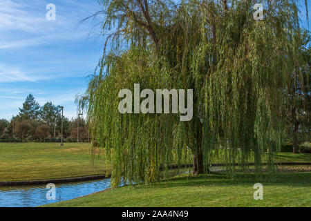 Salice piangente albero in un parco suburbano nella città di Apple Valle, California Foto Stock