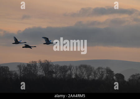 Flying Swan sagome di Sunrise Foto Stock