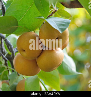 Nashi-Birne (Pyrus pyrifolia 'Kumoi') Foto Stock