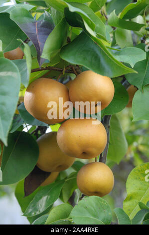 Nashi-Birne (Pyrus pyrifolia 'Kumoi') Foto Stock