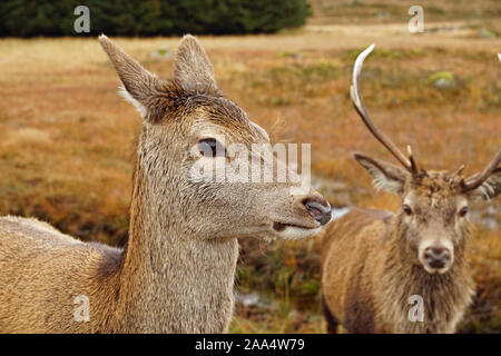 Scottish Cervo maschio e femmina Foto Stock