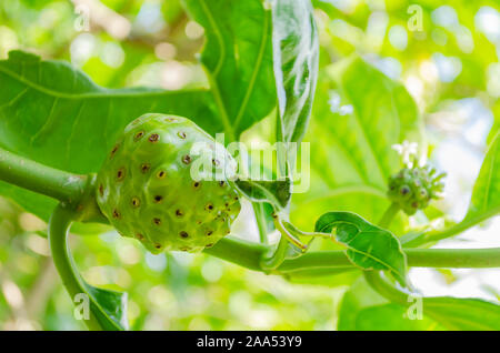 Morinds Citrifolia frutto su albero Foto Stock