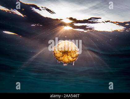 Un colorato uovo fritto medusa (Cotylorhiza tuberculata) in acqua poco profonda nel mare mediterraneo, Spagna Maiorca Foto Stock