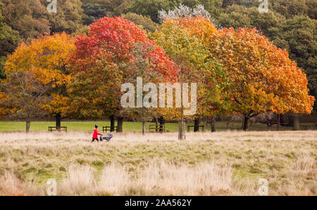 Woman in Red cappotto e hat spingendo passeggino godendo una giornata autunnale a spasso per il National Trust Tatton Park Parco Knutsford Cheshire Foto Stock