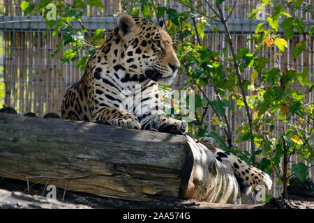 Ritratto di wild jaguar big cat Panthera onca, Sofia, Bulgaria Foto Stock