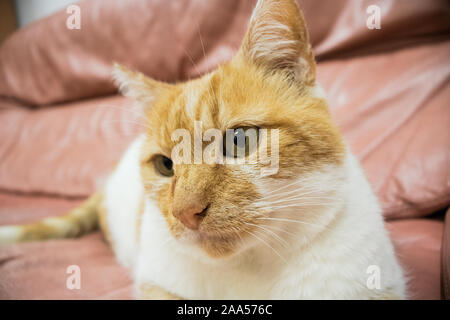 Tabby cat orange upclose pelliccia occhi naturale demostic verde isolato Foto Stock