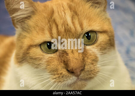 Tabby cat orange upclose pelliccia occhi naturale demostic verde isolato Foto Stock