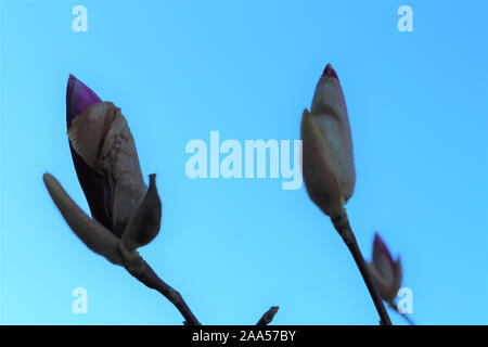 Rosa boccioli di Magnolia in primavera, cielo blu sullo sfondo Foto Stock