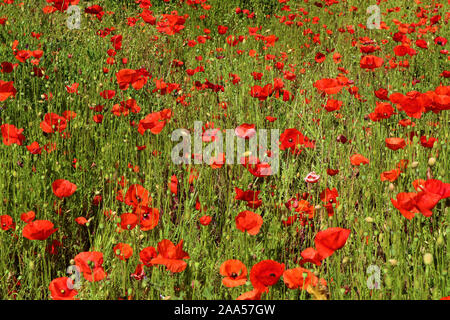 Papaveri rossi fiori sul verde sfondo campo papaveri rossi in un prato di papavero Foto Stock