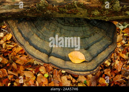 Zoccolo fungo Fomes fomentarius cresce su un caduto faggio. Foto Stock