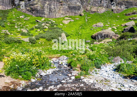 Acqua di un fiume che scorre da snowmelt e levistico bianco fiori sul prato di campo sulla pista di ghiaccio al lago vicino Silverton, Colorado in agosto 2019 estate Foto Stock