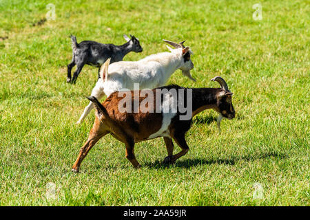 Di piccole dimensioni e di colore bianco e nero marrone capre a piedi vista laterale con la barba su erba verde a Montrose, Colorado estate adorabili e simpatici animali da fattoria closeup Foto Stock