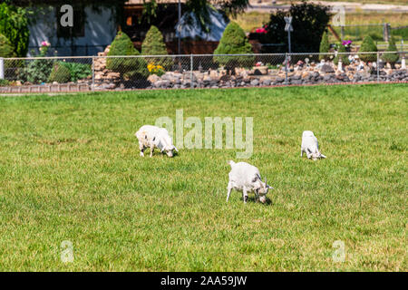 Di piccole dimensioni e di colore bianco a piedi capre pascolano in erba verde in Montrose o Delta, Colorado estate gli animali della fattoria di mangiare con corna Foto Stock