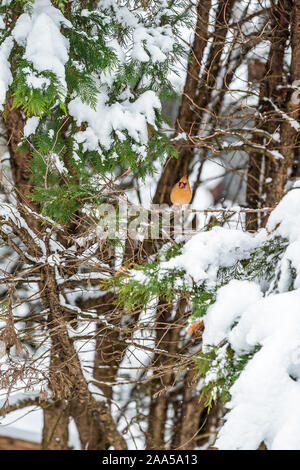 Una femmina di piccole dimensioni di colore arancione-rosso cardinale Nord Cardinalis bird si appollaia lontano lontano su albero sempreverde ramo durante l'inverno la neve nella Virginia del Nord Foto Stock