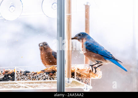 Primo piano di due blue bluebirds uccelli seduta si appollaia su plastica finestra sporca di persico alimentatore sulla giornata di sole eating mealworms in Virginia Foto Stock