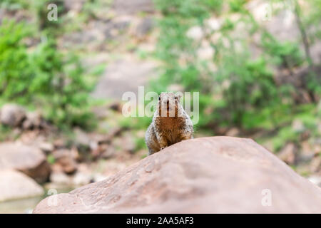 Zion National Park nello Utah Riverside Walk trail con rock scoiattolo sulla sommità della pietra di fiume vergine Elemosinare il cibo Foto Stock