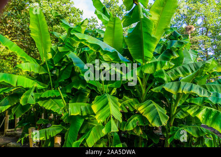 Primo piano della banana di piante in un giardino tropicale, natura e orticoli sfondo Foto Stock