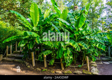 Molte piante di banana in un giardino tropicale, natura e orticoli sfondo Foto Stock