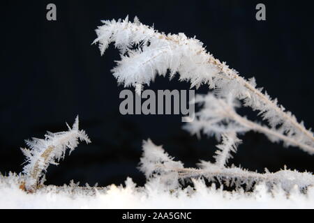 Natura congelate di approfondimento. Ramoscelli coperto di brina trasformata per forte gradiente, Anchorage in Alaska, Foto Stock