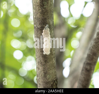 Avvistato Lanternfly (lycorma delicatula) uova sulla struttura ad albero. Foto Stock