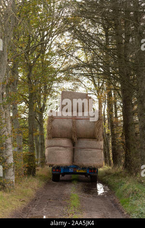 La vista posteriore di un rimorchio che trasportano le balle di paglia lungo una fattoria via in autunno nella campagna scozzese Foto Stock