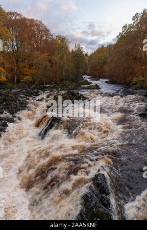 Il fiume Feugh nei pressi delle cascate di Feugh, Banchory, in ondata dopo un periodo di intense precipitazioni in autunno Foto Stock