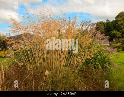 Grande groppa di erba ornamentosa Stipa che cresce in un grande letto di varie erbe. Un perennial deciduo completamente hardy Foto Stock