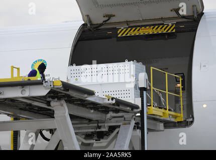 Washington, Stati Uniti d'America. Xix Nov, 2019. Un acciaio e plexiglass cassa viaggio portando Bei Bei è caricato su un aereo all'Aeroporto Internazionale di Dulles in Virginia, Stati Uniti il 9 novembre 19, 2019. Il 4-year-old panda gigante Bei Bei, che è nato e cresciuto a del Smithsonian National Zoo, partì per la Cina il martedì. Credito: Liu Jie/Xinhua/Alamy Live News Foto Stock