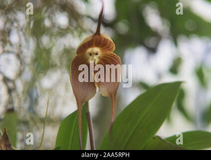 Orchide omiciattolo (Dracula simia) in Quito Giardini Botanici, Quito Ecuador Foto Stock