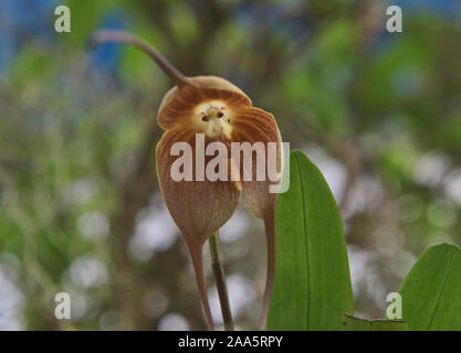 Orchide omiciattolo (Dracula simia) in Quito Giardini Botanici, Quito Ecuador Foto Stock