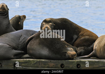 California i leoni di mare si appoggiano su una dock a Newport, Oregon, Porto Foto Stock