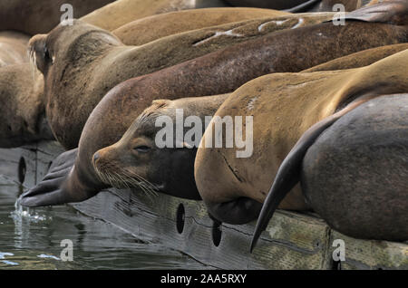 California i leoni di mare si appoggiano su una dock a Newport, Oregon, Porto Foto Stock