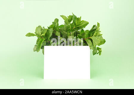 Mazzetto di menta sul minty green con sfondo bianco carta bianca. Immagine monocromatica nel quartiere alla moda di tinta verde Foto Stock