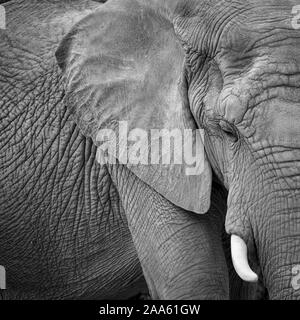 Emotional dell' elefante africano ritratto in bianco e nero. Fino vicino colpo di profilo parziale, viso e corpo. Telaio loxodona riempimento africana. Emotional anim Foto Stock