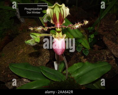 Don Wilbur ladyslipper orchid Foto Stock