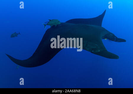 Gigante nero oceanic manta ray (Mobula birostris) a San Benedicto Isola, Revillagigedo, Messico Foto Stock