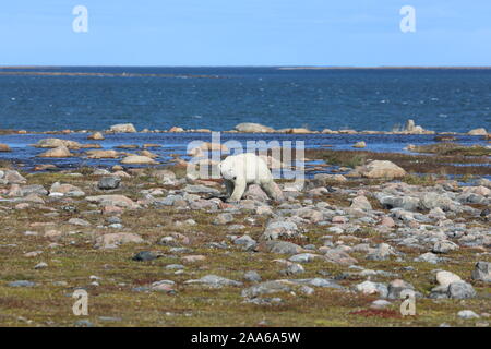 Orso polare, Ursus Maritimus, camminando lungo una linea costiera artica e controllare i suoi dintorni, vicino Arviat, Nunavut Canada Foto Stock