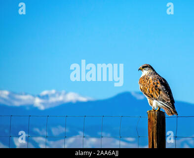 Falco ferruginosa in Colorado Montagne Rocciose Foto Stock