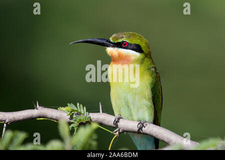 Blu-tailed gruccione appollaiato su un ramo con sfondo verde Foto Stock